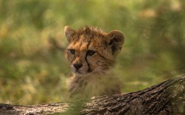 ÇİÇEK YAĞINDA, Afrika
