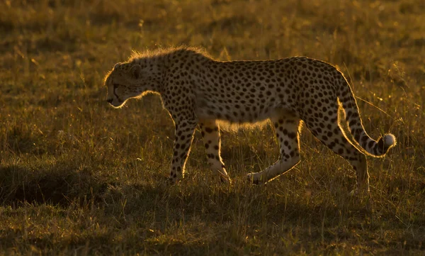 Cheetah Wild Africa — Stock fotografie