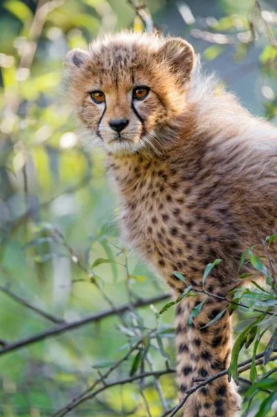 Cheetah Wild Afrique — Photo