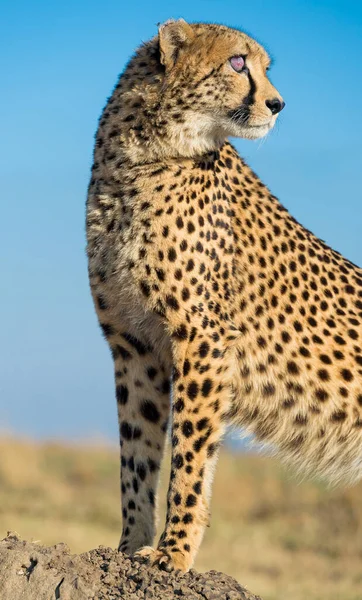 Kaas Het Water Afrika — Stockfoto