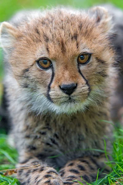 Cheetah Wild Afrique — Photo