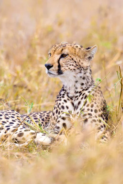 Cheetah Wild Africa — Fotografie, imagine de stoc