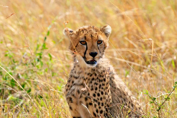 Cheetah Wild Africa — Stock Photo, Image