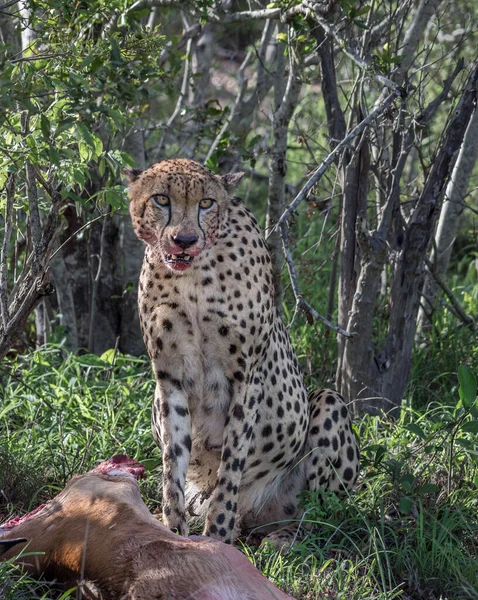 Cheetah Wild África — Fotografia de Stock