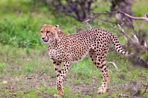 Cheetah Nel Selvaggio Africa — Foto Stock