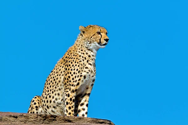 Cheetah Wild Africa — Stock Photo, Image