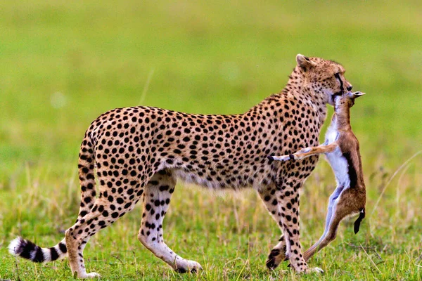 Beställning Vilden Afrika — Stockfoto