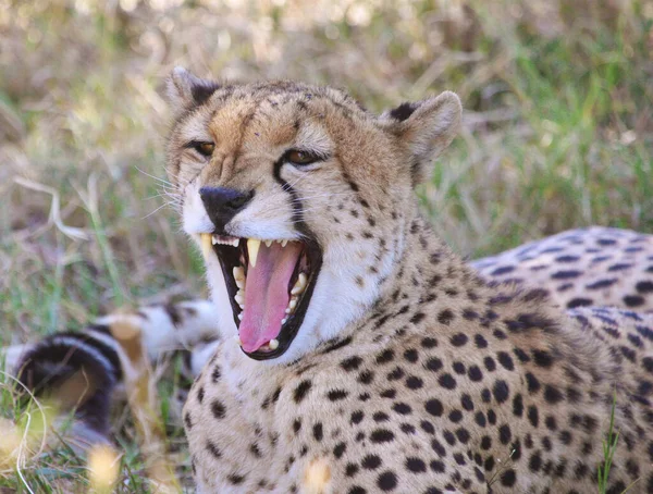 Kaas Het Water Afrika — Stockfoto