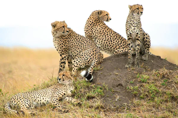 Cheetah Wild África — Fotografia de Stock