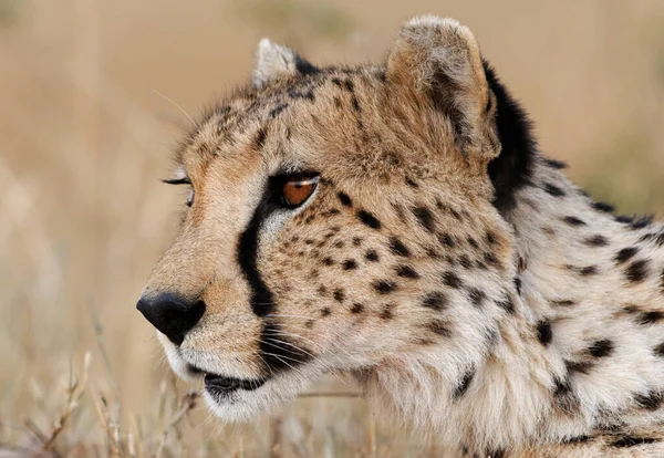Cheetah Wild Ben Afrikában — Stock Fotó