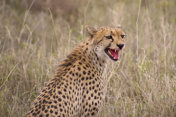 Cheetah Dem Wild Afrika — Stockfoto