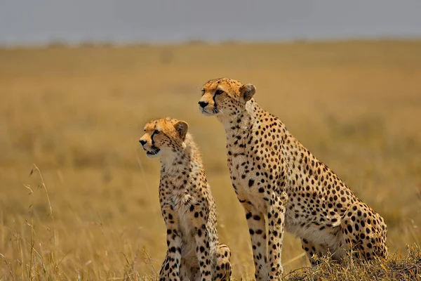 Cheetah Dem Wild Afrika — Stockfoto