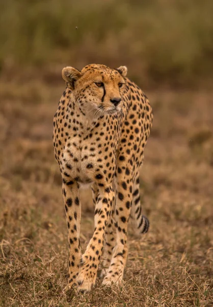 Cheetah Wild Ben Afrikában — Stock Fotó