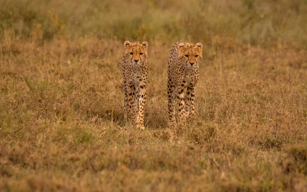 Cheetah Wil Africa — стоковое фото