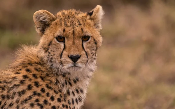 Cheetah Wild Africa — Stock Photo, Image