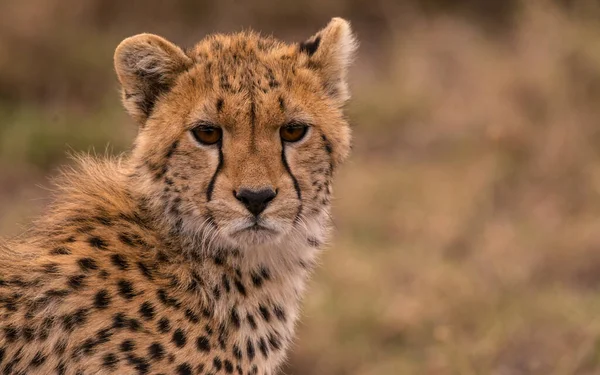 Cheetah Wild Afrique — Photo