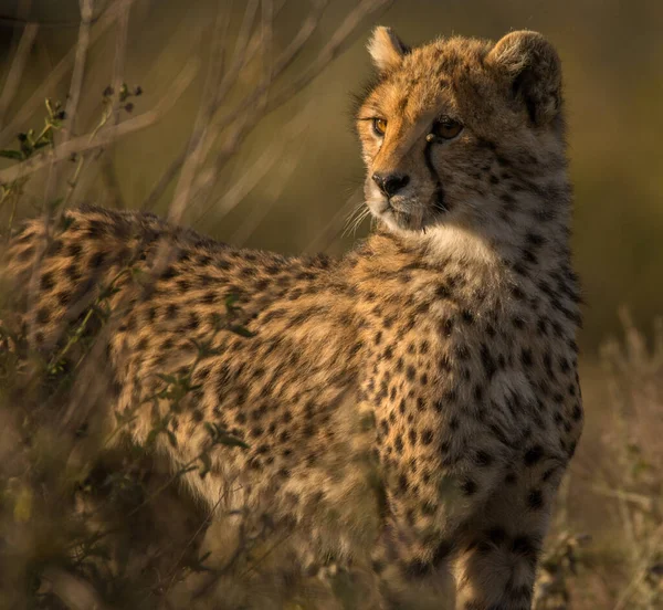 Kaas Het Water Afrika — Stockfoto