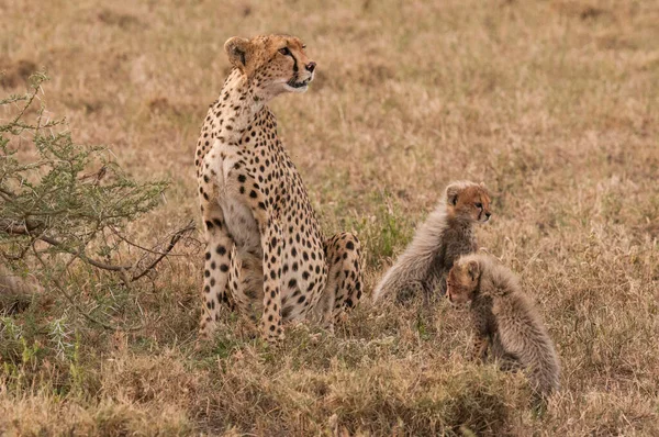 Cheetah Στο Αγριο Αφρικη — Φωτογραφία Αρχείου