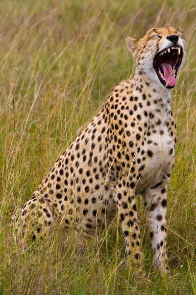Cheetah Wild Africa — Stock fotografie