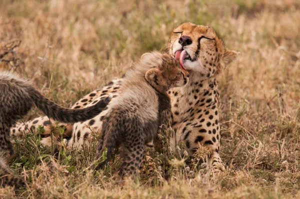 Cheetah Wild Afryka — Zdjęcie stockowe