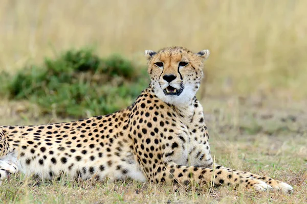 Guepardo Africano Salvaje Hermoso Animal Mamífero África Kenia — Foto de Stock
