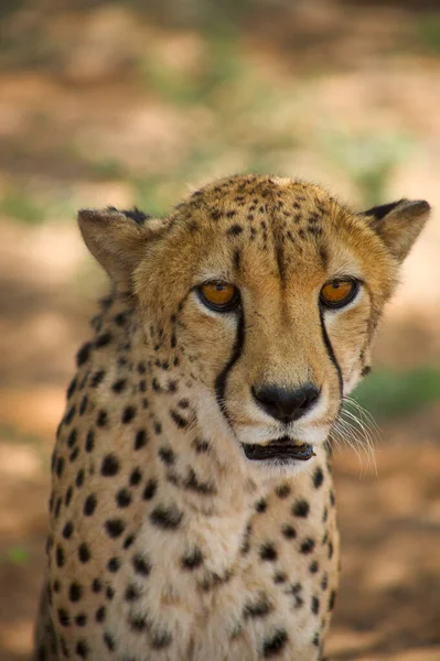 Cheetah Harnas Foundation Namibië — Stockfoto