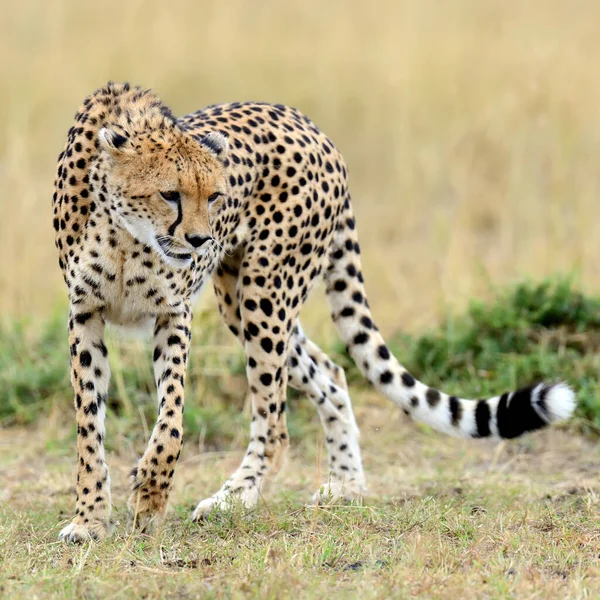 Guépard Sur Les Prairies Dans Parc National Afrique — Photo