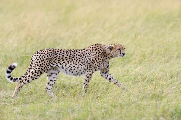 Ghepardo Africano Selvatico Bellissimo Animale Mammifero Africa Kenya — Foto Stock