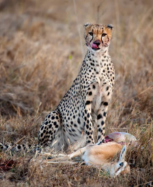 Cheetah Duduk Dan Makan Mangsa Serengeti Taman Nasional Tanzania Afrika — Stok Foto
