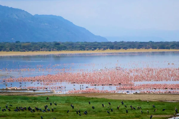 Small Part Overall Scene Flamingoes Various Other Birds North End — Stock Photo, Image