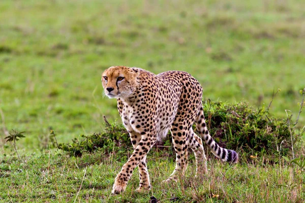 Parque Nacional Del Serengeti Tanzania — Foto de Stock