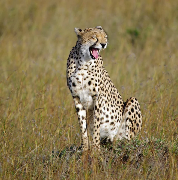 Parque Nacional Serengeti Tanzânia — Fotografia de Stock