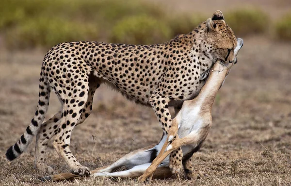 Εθνικό Πάρκο Serengeti Στην Τανζανία — Φωτογραφία Αρχείου