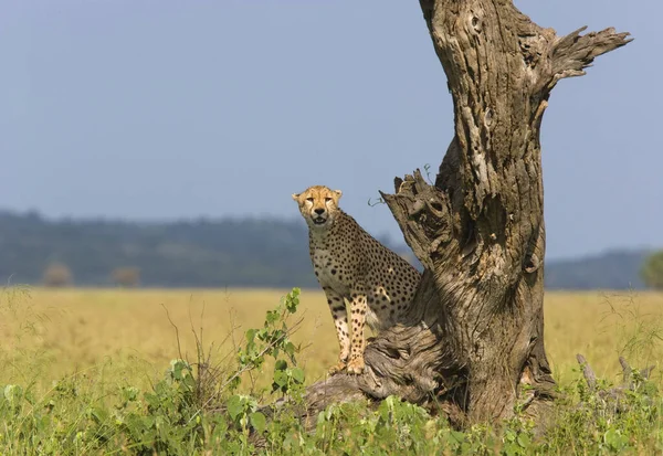 坦桑尼亚塞伦盖蒂国家公园 — 图库照片