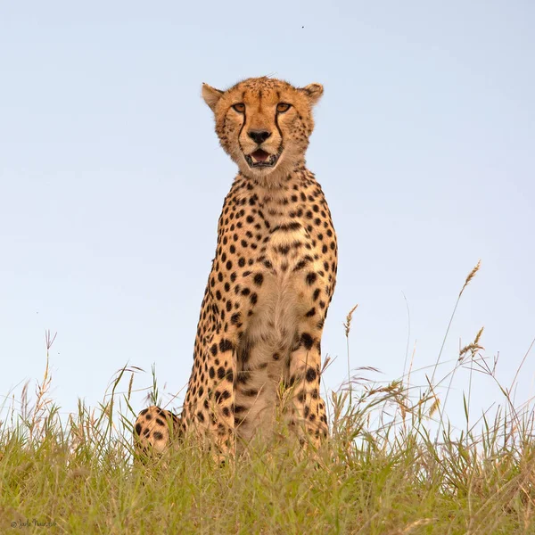 Parque Nacional Serengeti Tanzânia — Fotografia de Stock