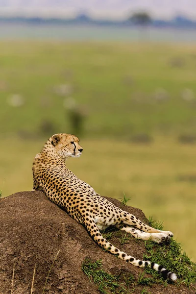 Parco Nazionale Del Serengeti Tanzania — Foto Stock