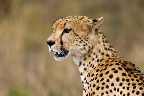 Parque Nacional Serengeti Tanzânia — Fotografia de Stock