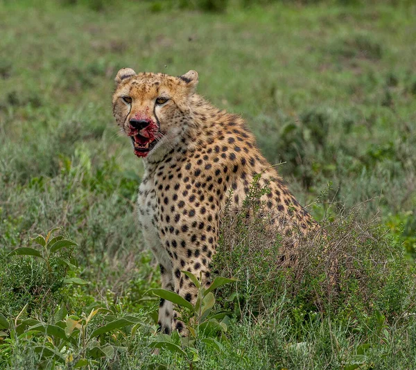 Parque Nacional Serengeti Tanzânia — Fotografia de Stock