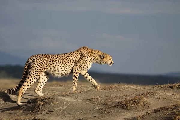 Parque Nacional Del Serengeti Tanzania — Foto de Stock