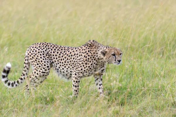 Divoký Africký Gepard Národním Parku Keňa Afrika — Stock fotografie