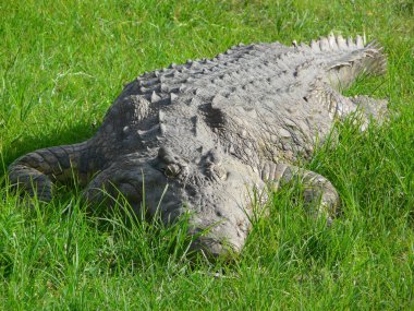 Doğu Afrika 'da Nil timsahı bulundu