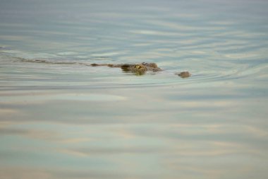 Afrika 'da belirlenen en büyük oyun alanlarından biri olan Selous Game Reserve, Galler' in yaklaşık iki buçuk katı büyüklüğündedir ve Afrika 'nın son sınırlarından biridir ve oyun özgürce ve engelsiz bir şekilde dolaşmaktadır. Ana odak noktası 