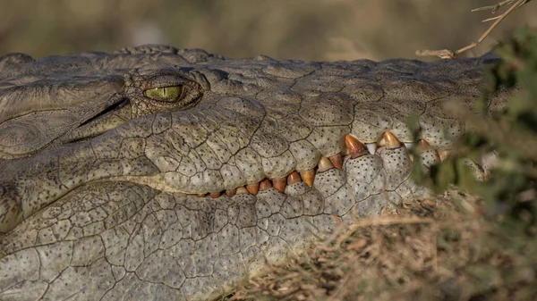 Crocodilo Nilo Encontrado Quénia Tanzânia — Fotografia de Stock