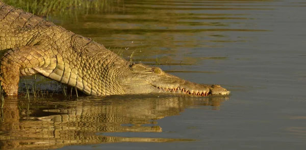 Nilkrokodil Ostafrika Gefunden — Stockfoto