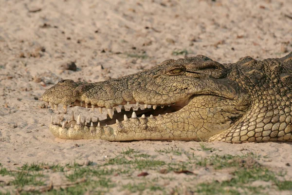 Crocodilo Nilo Encontrado África Oriental — Fotografia de Stock