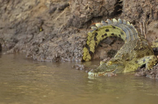 Krokodyl Nilowy Znaleziony Wschodniej Afryce — Zdjęcie stockowe