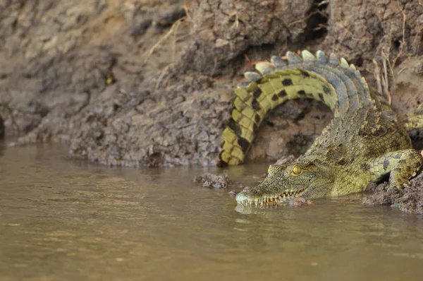 東アフリカで発見されたナイルワニ — ストック写真