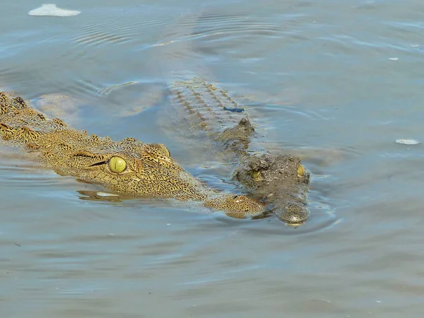 Nílusi Krokodil Található Kelet Afrikában — Stock Fotó