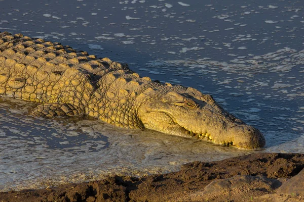 Crocodilo Nilo Encontrado África Oriental — Fotografia de Stock