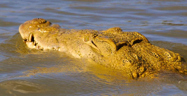 Crocodilo Nilo Encontrado África Oriental — Fotografia de Stock